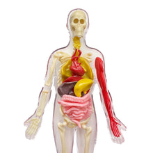Load image into Gallery viewer, Visible Human Body