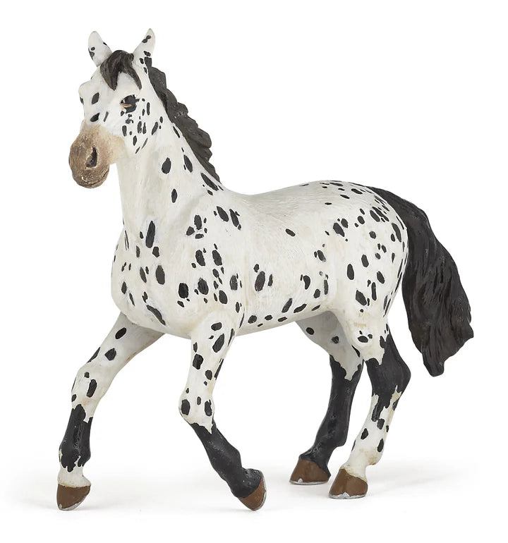 Black Appalppsa Horse