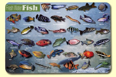 Fresh Water Fish Placemat