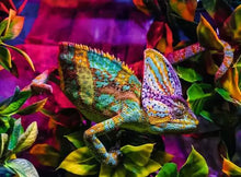 Load image into Gallery viewer, Chameleon 500pc