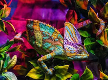 Load image into Gallery viewer, Chameleon 500pc