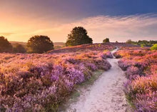 Load image into Gallery viewer, Pink Pathway 1000pc