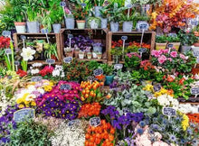 Load image into Gallery viewer, Flower Market, France 500pc
