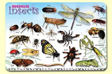 Bug & Insects Placemat